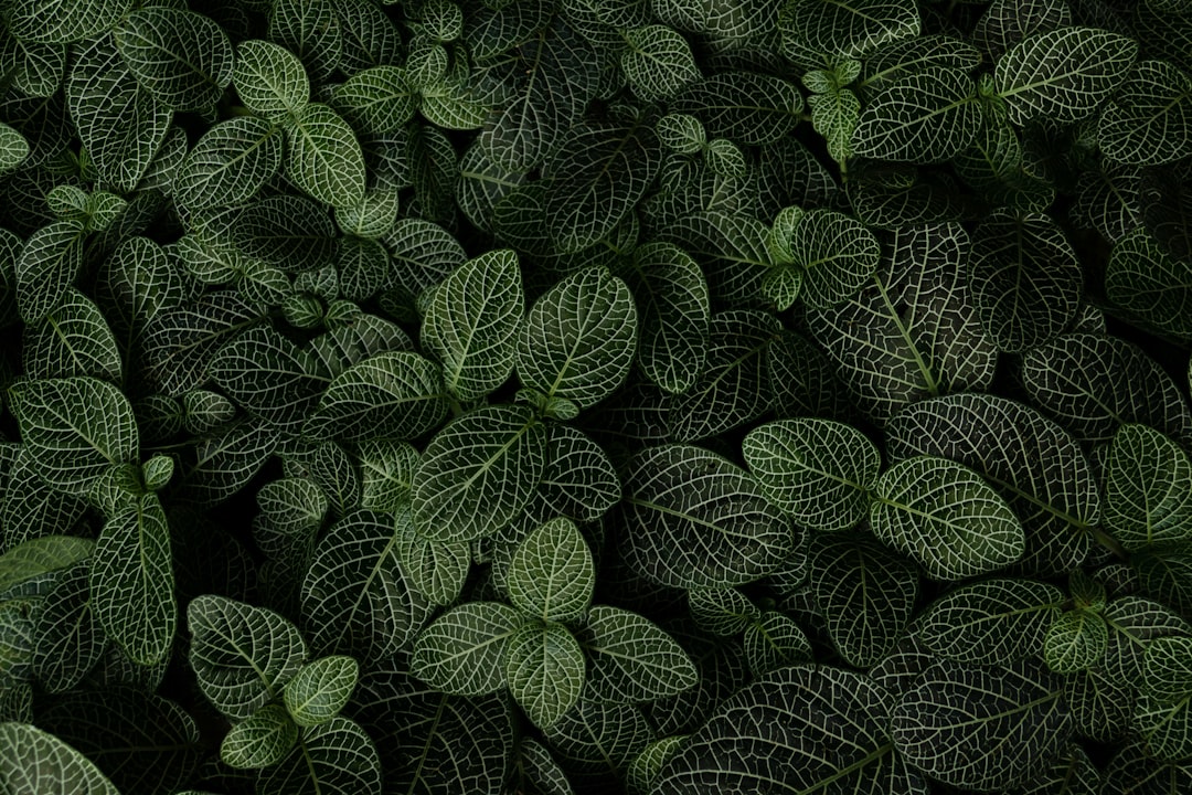 Photo Green leaves